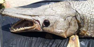 Gönyeli Barajı'nda 112 cm uzunluğunda timsah