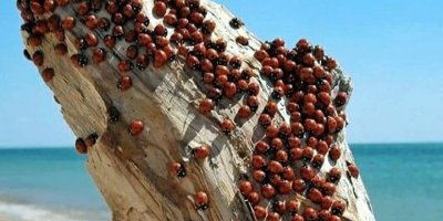 Saros Körfezi'nde uğur böceği istilası