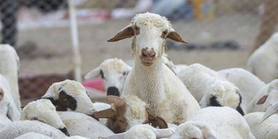 DÜÇ, kasaplık kuzu satışı yapacak. taban fiyat, kilosu 29 tl…