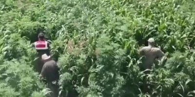 Mısır tarlasına ekili 10 bin 360 kök Hint keneviri ele geçirildi