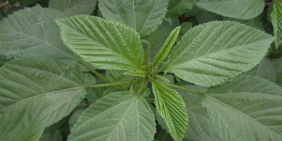 Tarım Dairesinden suç duyurusu