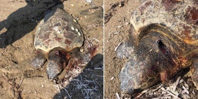 Deniz Kaplumbağası ölü olarak bulundu