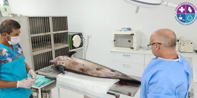 Tatlısu’da ölü yunus bulundu