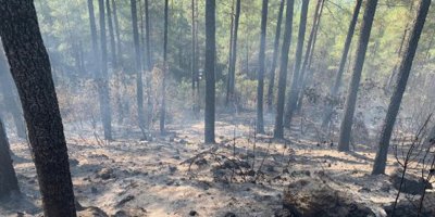 Mangal ateşi 46 dönüm araziyi kül etti