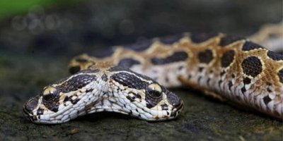 Hindistan'da ortaya çıkan çift başlı yılan görenleri şoke etti