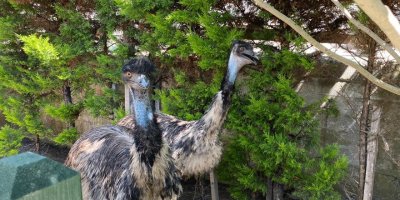 İstanbul'da silah operasyonu: Puma, flamingo, iguana ele geçirildi