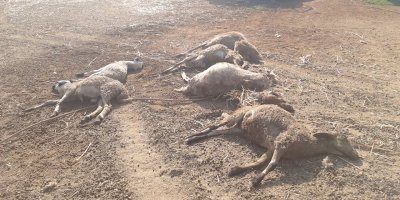 Köpekler koyunları parçaladı