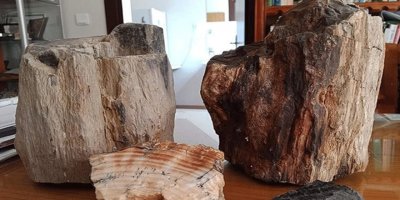 Türkiye'deki fosil ağaç kalıntıları 160 milyon yıllık