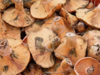 Zehirli mantar yiyen 3 kişi zehirlendi!