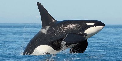 Avustralya’da yaklaşık 275 balina sığ sularda mahsur kaldı