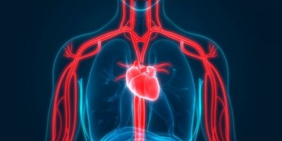 49 yaşındaki kurt, anjiyo sırasında yaşamını yitirdi