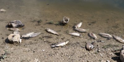 Baraj gölünde yüzlerce balık kıyıya vurdu, inceleme başlatıldı