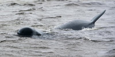 Avustralya’da inanılmaz görüntüler! Sadece 70 tanesi kurtarılabildi…