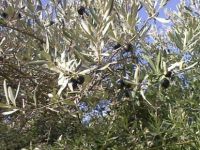 Kumyalı’da ağaç katliamı