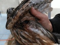 Av sezonu bilançosu ağır