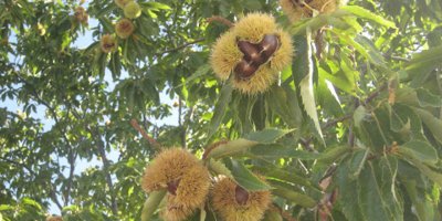 Aydın Kestanesi, Avrupa Birliği tarafından tescillendi