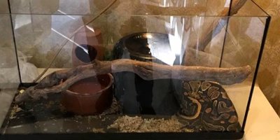 Tefeciler senedi imzalamayanların üzerine piton bırakmışlar