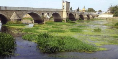 Tunca Nehri yeşile büründü!
