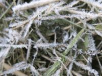 Yarından itibaren 3 gün don bekleniyor… Yarın kuvvetli rüzgâr da var