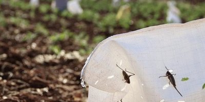 Kenya ikinci çekirge istilasıyla karşı karşıya