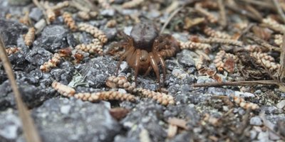 Kıbrıs’a özgü yeni bir örümcek türüne rastlandı