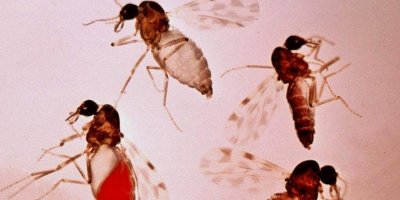 Adana’da ‘kör eden’ sinek tehlikesi