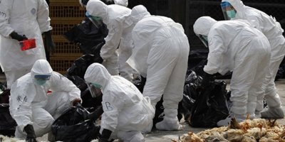 Hollanda'da "kuş gribi" paniği