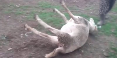 100 bin lira kredi çekip aldığı koyunlar tek tek ölüyor