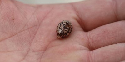 Sakın barbunya sanıp yemeyin!