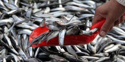 Muğla'dan dünyanın dört bir yanına balık ihracatı