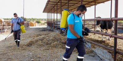 İskele bölgesindeki mandıralar ilaçlanıyor