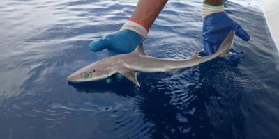 Kıbrıs'ta yeni bir tür köpekbalığı keşfedildi