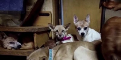 164 köpek ile yaşıyorlar