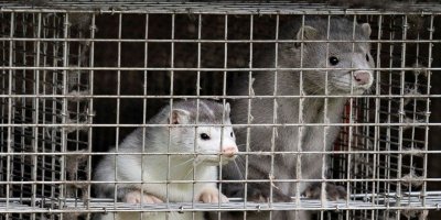 Koronavirüs vizonlarda mutasyona uğradı