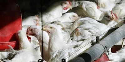 Binlerce tavuk itlaf edilecek