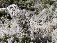 Yarın sabah don olayı bekleniyor