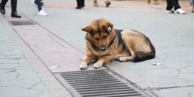 Mazgalı izleyen köpeğin sırrı ortaya çıktı