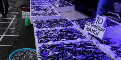 Karadeniz'de hamsi bolluğu: Fiyatlar düştü