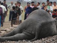 Hindistan'da tren fillere çarptı… 5 fil öldü