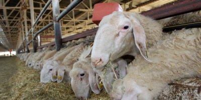 Küçükbaş hayvan üreticileri için son beyan tarihi 31 aralık