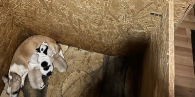 Ankara'da bodrumda 68 köpek bulundu