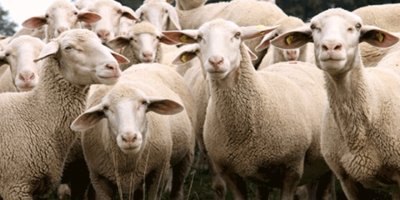 Küçükbaş hayvan varlığı beyan süresi uzatıldı