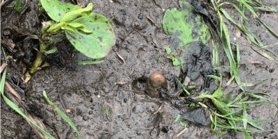 Ceset ihbarına giden polis olay yerinde patates buldu