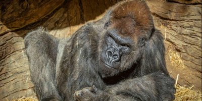 Gorillerin corona virüsü testi pozitif çıktı