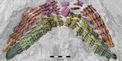 Almanya'da 150 milyon yıllık köpek balığı fosili keşfedildi