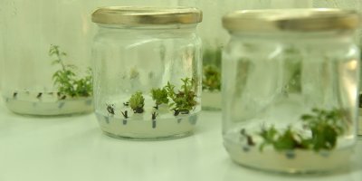 Sert çekirdekli meyve fidanı anaçları üretimine başlandı