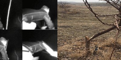 17 bin TL harcadı, ağaçlarını keseni yakaladı