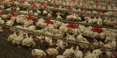 Japonya’da kuş gribi paniği