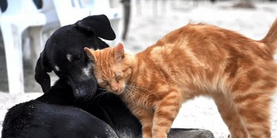 Hayvanlar için dünyanın ilk koronavirüs aşısı Rusya’da tescil edildi