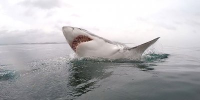 Baf'a bağlı Poli Hrisohu'da kıyıya köpekbalığı ölüsü vurdu